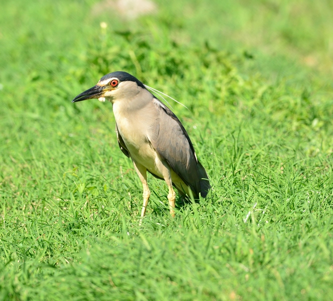 Nitticora day in Val Morosina